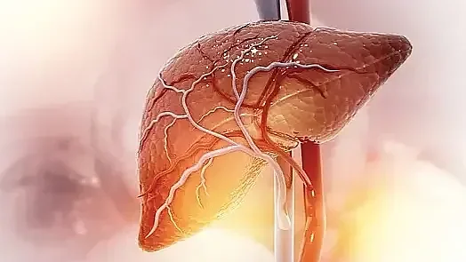 Human liver