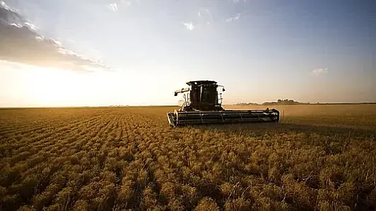 Field of lentils