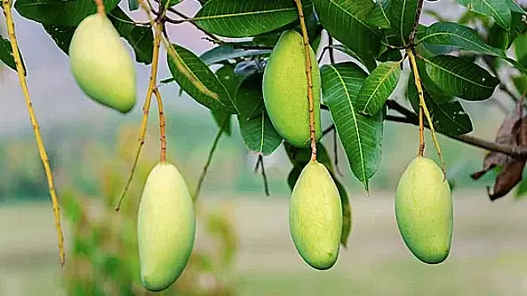 Mangoes hanging on trees